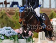 DI PAOLA JACOMA ItaAss2013- S5 1116 : Campionati Italiani 2013, Cattolica, DI PAOLA MARCO, Horse Riviera Resort, JAMACOMA, foto di Stefano Secchi ©